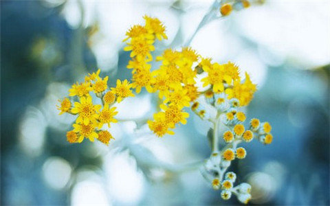 Tuổi Mão: Vận thế chung: 90 điểm. Tình cảm: Vận đào hoa rực rỡ, có lợi cho các bạn đơn thân. Sự nghiệp: Có đại quý nhân tương trợ, mọi việc vô cùng suôn sẻ. Tài vận: Các khoản thu nhập đều rất vượng, đầu tư buôn bán có cơ hội tốt, đừng bỏ lỡ. Sức khỏe: Chú ý chăm sóc sức khỏe người già, trẻ nhỏ trong nhà. Hướng may mắn: Hướng Tây. Lời khuyên: Giục tốc bất đạt, mọi việc cần phải có lộ trình.