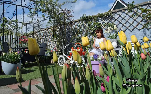 Ở Việt Nam, thời điểm hiện tại là thích hợp để trồng hoa tulip chơi Tết.