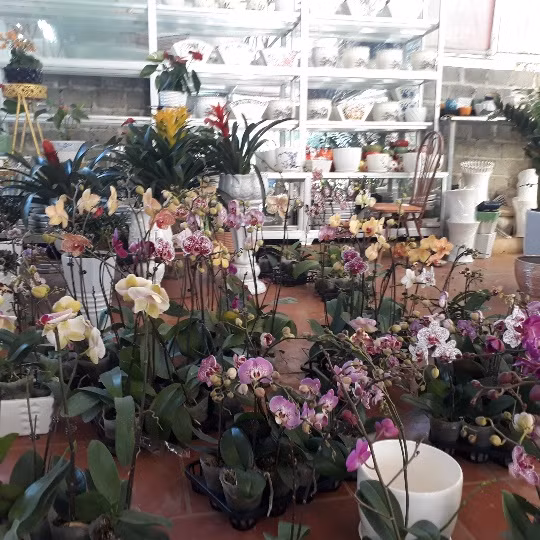 Chị Quyết thường bán từ 120.000 - 150.000 đồng/cành lan hồ điệp tím.