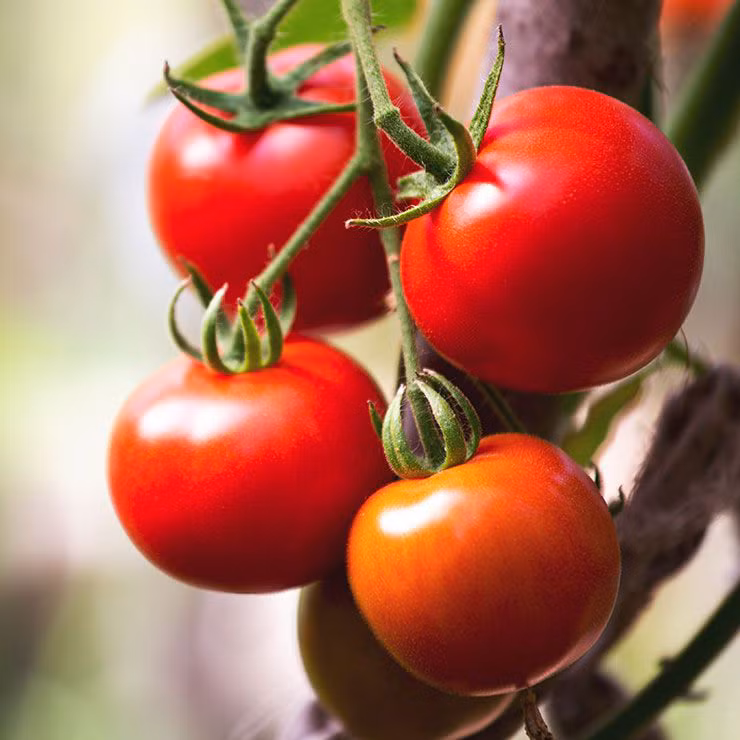 Cà chua: Cà chua là thực phẩm giàu lycopene nhất - đây là một chất chống oxy hóa mạnh có khả năng giảm viêm trong cơ thể, từ đó giúp kiểm soát hàm lượng leptin - một hormone điều hòa cơn đói. Mặt khác, cà chua còn chứa ít chất béo và giàu vitamin C giúp đẩy nhanh quá trình đốt cháy mỡ thừa, giúp giảm cân hiệu quả.