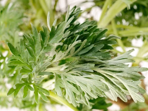 Rửa sạch lá ngải cứu trắng, cho thêm ít muối rồi nướng nóng, đắp vào khớp bị sưng. Đây là bài thuốc dân gian làm giảm đau và sưng khá hiệu quả.