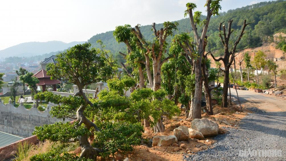 Phía trước cổng "biệt phủ" là diện tích trồng cây cảnh và thảm cỏ. Ngoài ra, đường giao thông nội bộ cũng được hình thành sau khi bạt đồi.