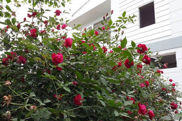 Mê mẩn ngôi nhà được “ướp hương” bởi hàng nghìn đóa hồng ở Đắk Lắk - Hình 12 Me man ngoi nha duoc “uop huong” boi hang nghin doa hong o Dak Lak-Hinh-12