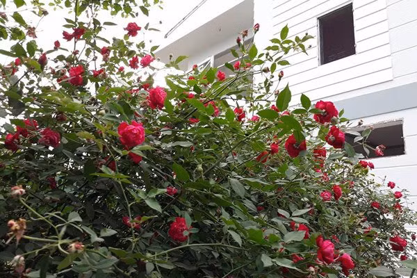 Với chị Trang, việc trồng và chăm sóc hoa hồng dường như đã trở thành niềm đam mê bất tận. Niềm vui mỗi ngày của chị là được nhìn ngắm và thưởng thức hương thơm nhẹ nhàng của những bông hồng rực rỡ. Khu vườn nhỏ xinh ấy đã giúp chị và gia đình có thêm được những phút giây thư giãn bên nhau.