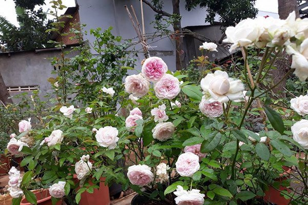 Mê mẩn ngôi nhà được “ướp hương” bởi hàng nghìn đóa hồng ở Đắk Lắk - Hình 10 Me man ngoi nha duoc “uop huong” boi hang nghin doa hong o Dak Lak-Hinh-10