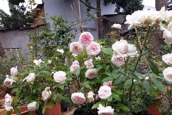 Thành quả sau quá trình chăm sóc của chị Diễm Trang khiến ai cũng phải trầm trồ, ngưỡng mộ.