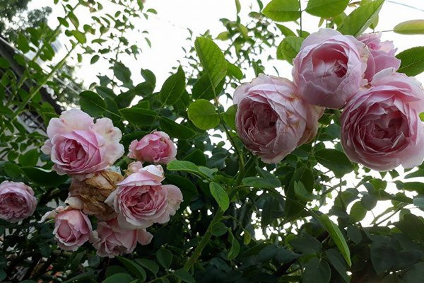 Mê mẩn ngôi nhà được “ướp hương” bởi hàng nghìn đóa hồng ở Đắk Lắk - Hình 7 Me man ngoi nha duoc “uop huong” boi hang nghin doa hong o Dak Lak-Hinh-7