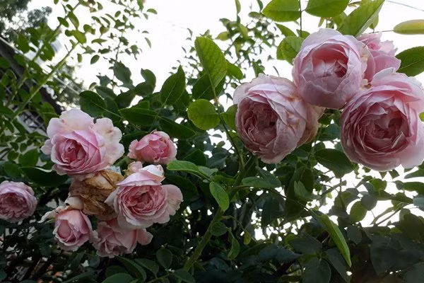 Không chỉ vậy mà bí quyết đặc biệt để chị Trang có thể sở hữu cho mình một vườn hồng rực rỡ chính là, chị thường tỉa đồng loạt sau lứa hoa và uốn cành tạo vòm kích mầm.