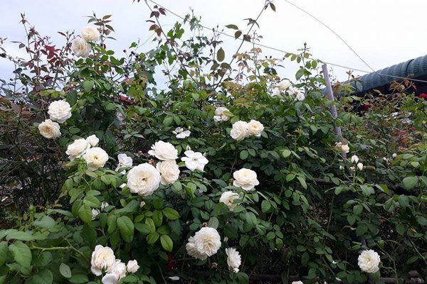 Mê mẩn ngôi nhà được “ướp hương” bởi hàng nghìn đóa hồng ở Đắk Lắk Me man ngoi nha duoc “uop huong” boi hang nghin doa hong o Dak Lak