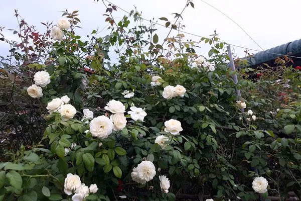 Chị Diễm Trang (Đắk Lắk) yêu hoa từ khi còn nhỏ. Khi lớn lên rồi lập gia đình, có không gian riêng cho mình chị đã dành toàn bộ diện tích 150m2 đất để tạo nên "ngôi nhà hoa hồng' cho riêng mình.