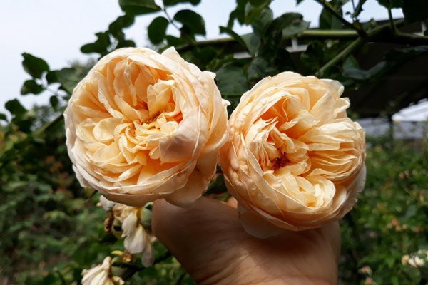 Mê mẩn ngôi nhà được “ướp hương” bởi hàng nghìn đóa hồng ở Đắk Lắk - Hình 11 Me man ngoi nha duoc “uop huong” boi hang nghin doa hong o Dak Lak-Hinh-11