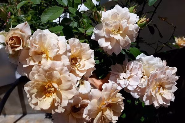 Dù khá bận rộn với công việc nhưng chị vẫn luôn dành thời gian thường xuyên chú ý cắt tỉa các cành và lá già, hỏng để tạo tán cho cây và kích thích cây ra mầm mới. Hoa đã tàn chị cũng chủ động cắt tỉa để lấy chỗ cho nụ mới mọc ra.