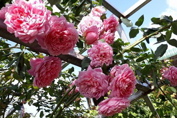 Mê mẩn ngôi nhà được “ướp hương” bởi hàng nghìn đóa hồng ở Đắk Lắk - Hình 3 Me man ngoi nha duoc “uop huong” boi hang nghin doa hong o Dak Lak-Hinh-3