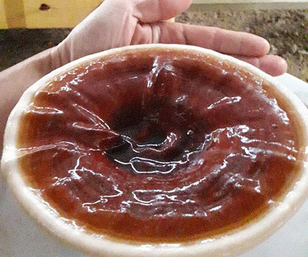 Thu nua ty moi nam nho trong loai cay von it, lai cao-Hinh-3