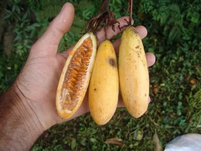 Ngày nay, Curuba được trồng không chỉ ở Nam Mỹ mà nhiều nơi khác. Quả của chúng được xuất khẩu sang Mỹ, Châu Âu và Nhật Bản.