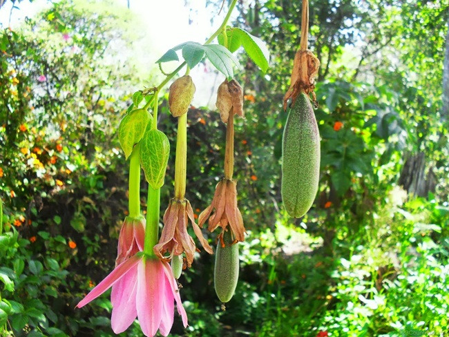 Chúng có nguồn gốc từ vùng Nam Mỹ. Ban đầu, cây curuba mọc trong thung lũng Andean ở Nam Mỹ.