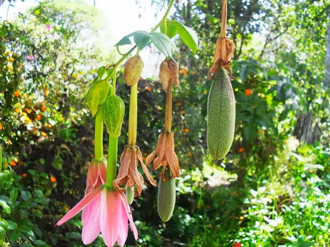 Chúng có nguồn gốc từ vùng Nam Mỹ. Ban đầu, cây curuba mọc trong thung lũng Andean ở Nam Mỹ.