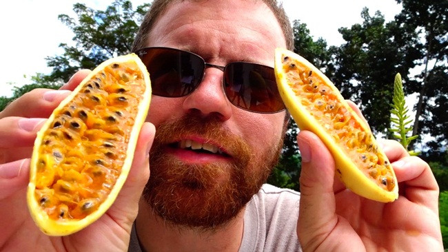 Người trồng cây Curuba cũng phải kiên trì. Vì có thể 2-6 năm, thậm chí có thông tin nói mất 8-10 năm cây mới ra quả.