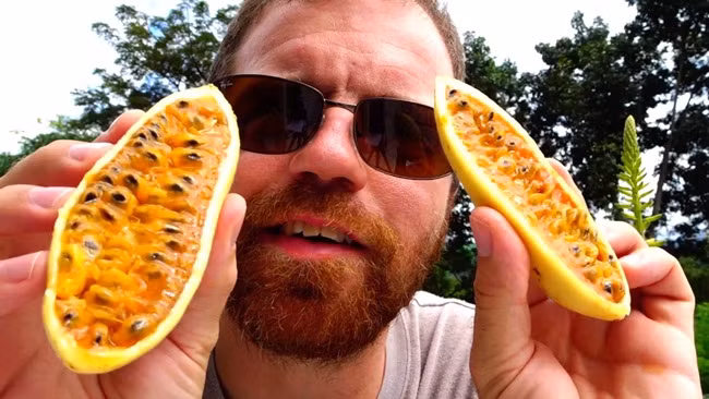 Người trồng cây Curuba cũng phải kiên trì. Vì có thể 2-6 năm, thậm chí có thông tin nói mất 8-10 năm cây mới ra quả.