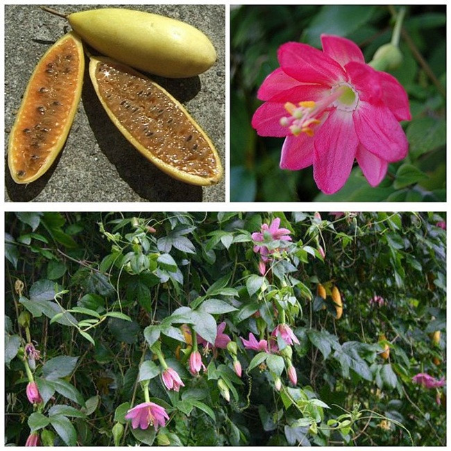 Mức giá bán của loại quả này khoảng 2,5USD/kg (~60.000 đồng) và được nhiều người lựa chọn khi đến các nước ở khu vực Nam Mỹ đặc biệt là Colombia.