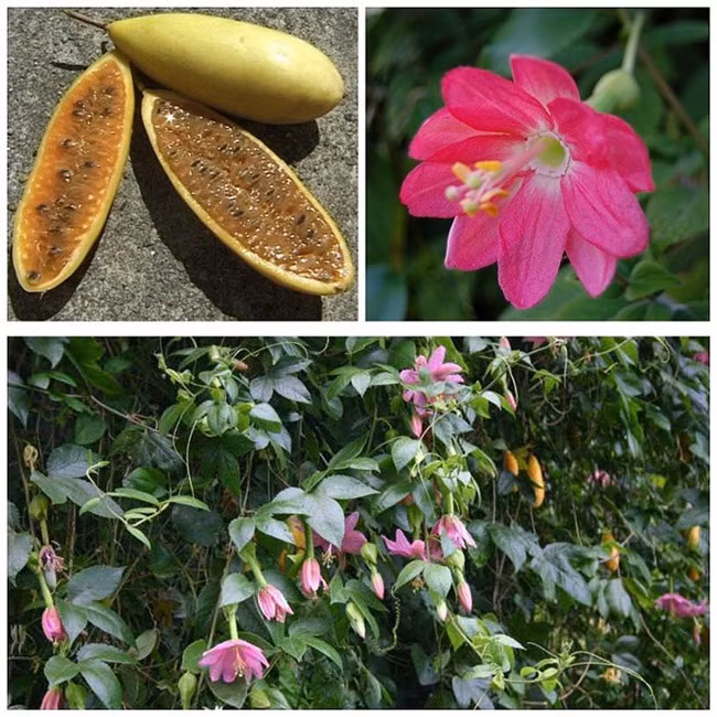 Mức giá bán của loại quả này khoảng 2,5USD/kg (~60.000 đồng) và được nhiều người lựa chọn khi đến các nước ở khu vực Nam Mỹ đặc biệt là Colombia.