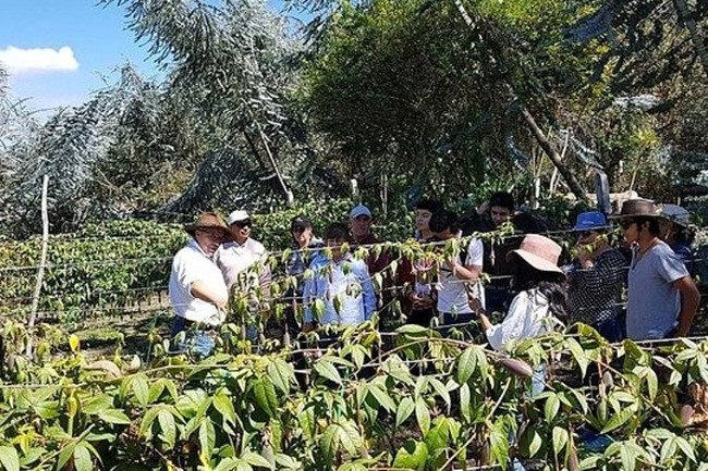 Người dân ở đây đã thuần hóa chúng và đưa về trồng tạo ra loại quả được ưa thích ngày nay.