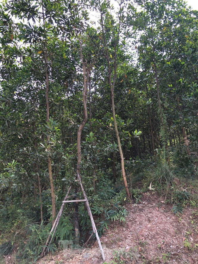Ky la, hang cay tien ty 'tu moc' trong khuon vien du an o Quang Ninh-Hinh-7