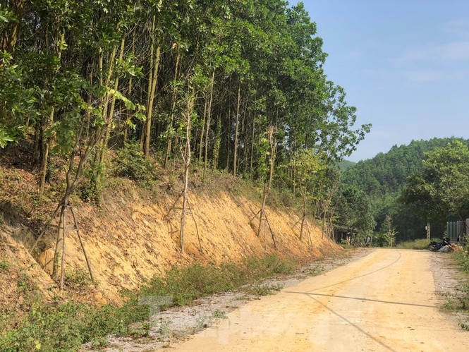 Ky la, hang cay tien ty 'tu moc' trong khuon vien du an o Quang Ninh-Hinh-6