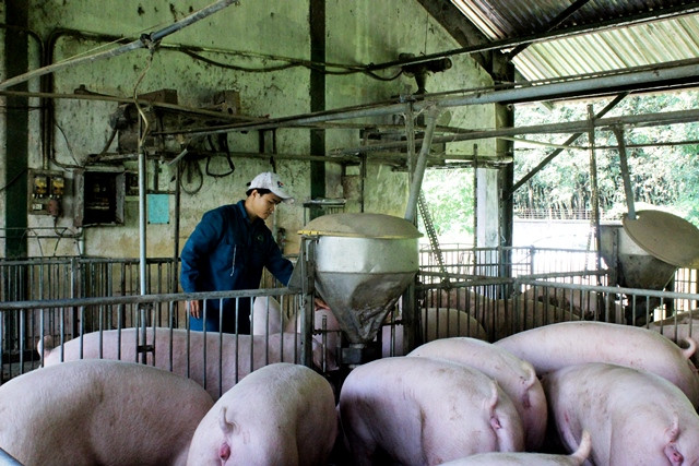 Cơ sở chăn nuôi cũ kỹ, hoen ố khắp nơi.