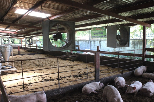 Hệ thống quạt làm mát hầu hết đã không còn hoạt động. Một công nhân chăm sóc heo tại đây cho biết, phải tắm mát cho heo bằng cách thủ công, xịt nước làm mát.