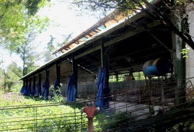 Được giới thiệu là cơ sở chăn nuôi hiện đại, khép kín và tự động từ hệ thống cho ăn, máng uống… nhưng khi vào bên trong, hình ảnh đập vào mắt là những trại nuôi xập xệ, các tấm bạt che chắn rách bươm…