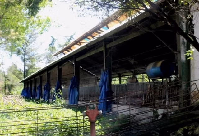 Được giới thiệu là cơ sở chăn nuôi hiện đại, khép kín và tự động từ hệ thống cho ăn, máng uống… nhưng khi vào bên trong, hình ảnh đập vào mắt là những trại nuôi xập xệ, các tấm bạt che chắn rách bươm…