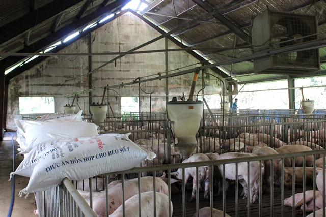 Sagri cho rằng, trại chăn nuôi Đồng Hiệp sử dụng hệ thống cho ăn tự động, hệ thống cảm ứng theo dõi và tự động cung cấp thức ăn cho heo theo nhu cầu của vật nuôi. Tuy nhiên, bên trong trại chăn nuôi, các bao cám vẫn phải mang vào đến tận chuồng, công nhân tự tay mở và đổ ra cho heo ăn.