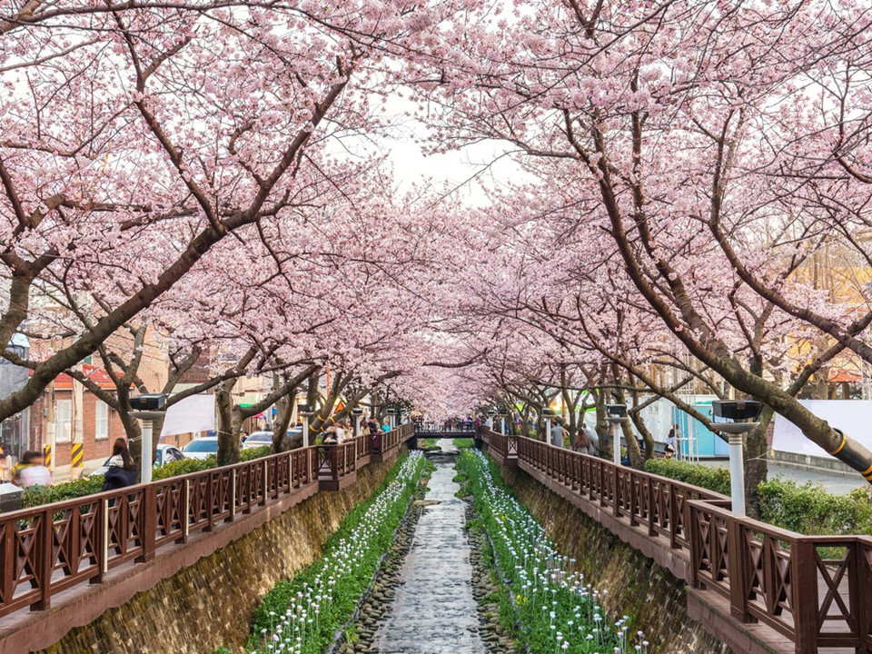 Jinhae, Changwon, Hàn Quốc: Cách Busan hơn 30 km về phía tây, Jinhae là một thị trấn ven biển yên tĩnh, nổi tiếng với lễ hội hoa anh đào lớn nhất Hàn Quốc, mỗi năm thu hút hàng triệu du khách tới tham dự. Vào lễ hội hoa mùa xuân , bao trùm cả thành phố là sắc hồng của hàng trăm nghìn cây anh đào nở rộ, trong đó, 2 địa điểm đặc biệt nhất để ngắm hoa anh đào là suối Yeojwacheon và ga Gyeonghwa. Ảnh: Getty.