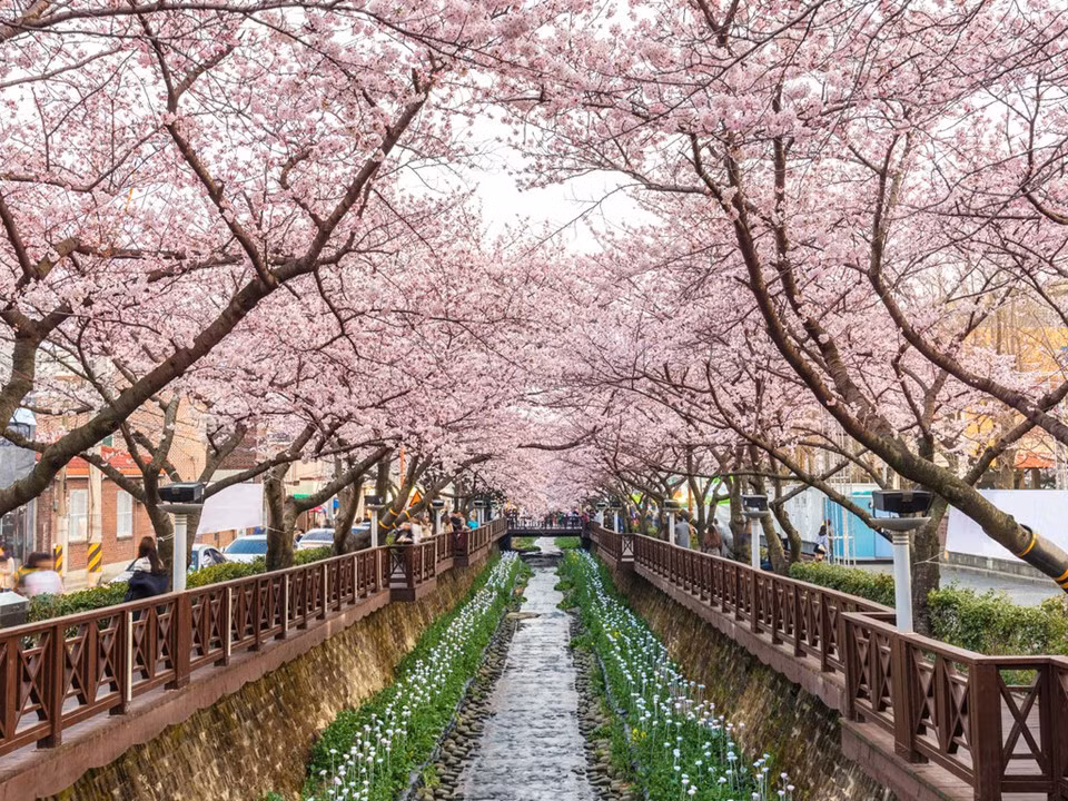 Jinhae, Changwon, Hàn Quốc: Cách Busan hơn 30 km về phía tây, Jinhae là một thị trấn ven biển yên tĩnh, nổi tiếng với lễ hội hoa anh đào lớn nhất Hàn Quốc, mỗi năm thu hút hàng triệu du khách tới tham dự. Vào lễ hội hoa mùa xuân , bao trùm cả thành phố là sắc hồng của hàng trăm nghìn cây anh đào nở rộ, trong đó, 2 địa điểm đặc biệt nhất để ngắm hoa anh đào là suối Yeojwacheon và ga Gyeonghwa. Ảnh: Getty.