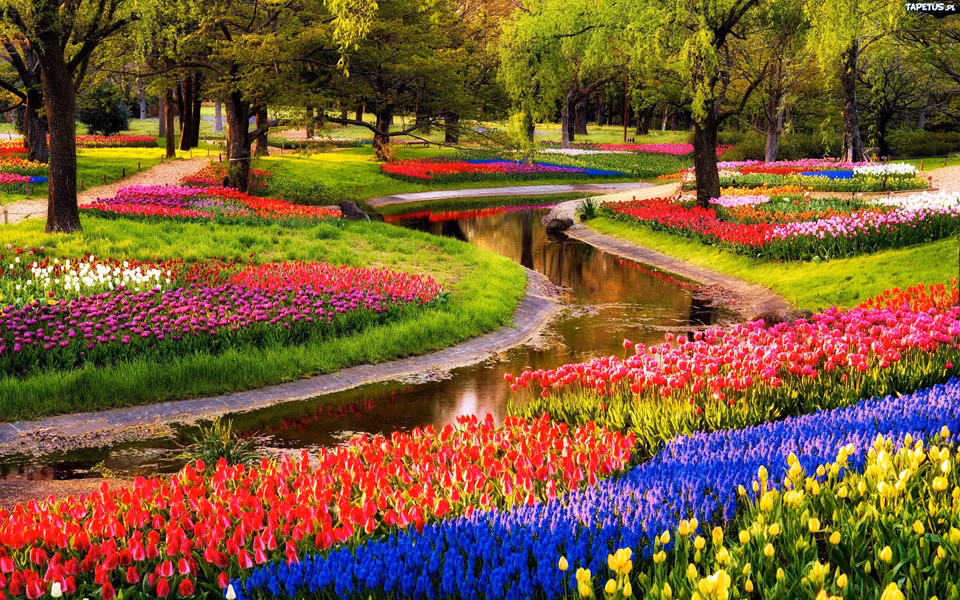  Công viên Keukenhof, Lisse, Hà Lan: Còn được gọi là "khu vườn của châu Âu", công viên Keukenhof có tổng diện tích khoảng 32 ha và là một trong những vườn hoa lớn nhất thế giới, mở cửa từ giữa tháng 3 đến giữa tháng 5. Mỗi năm, công viên là nơi khoe sắc của 7 triệu bông hoa tulip với 800 loại khác nhau, tạo nên những thảm hoa rực rỡ sắc màu giữa mùa xuân. Ảnh: Globetellers.