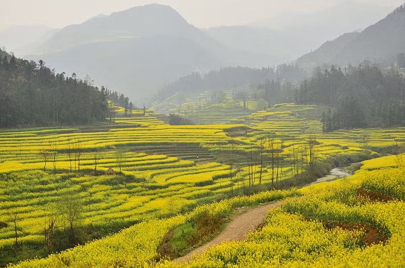 La Bình, Vân Nam, Trung Quốc: La Bình là một huyện nhỏ nằm ở phía đông tỉnh Vân Nam, Trung Quốc. Vào mùa xuân, khi những bông hoa cải nở rộ, cả khu vực như biến thành một "biển vàng" rực rỡ, thu hút không ít khách du lịch và các nhiếp ảnh gia ghé thăm. Thời điểm tốt nhất để đến La Bình ngắm hoa cải là từ tháng 2 đến tháng 3. Ảnh: Popsugar.