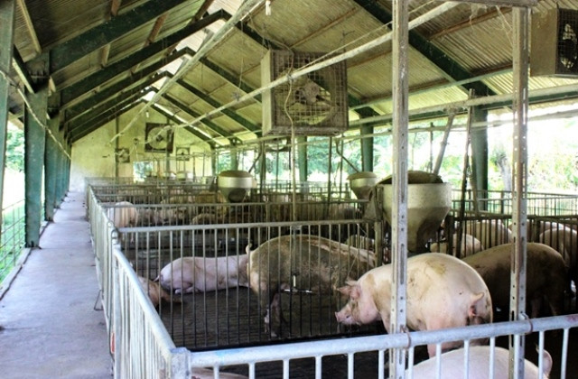Trại nuôi được giới thiệu là khép kín, cách biệt hoàn toàn với môi trường xung quanh...