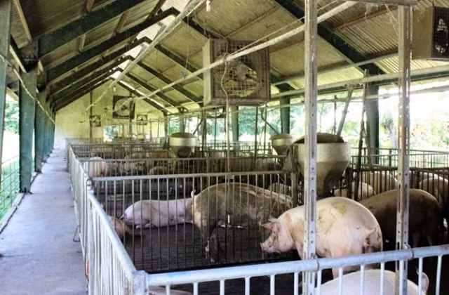 Trại nuôi được giới thiệu là khép kín, cách biệt hoàn toàn với môi trường xung quanh...