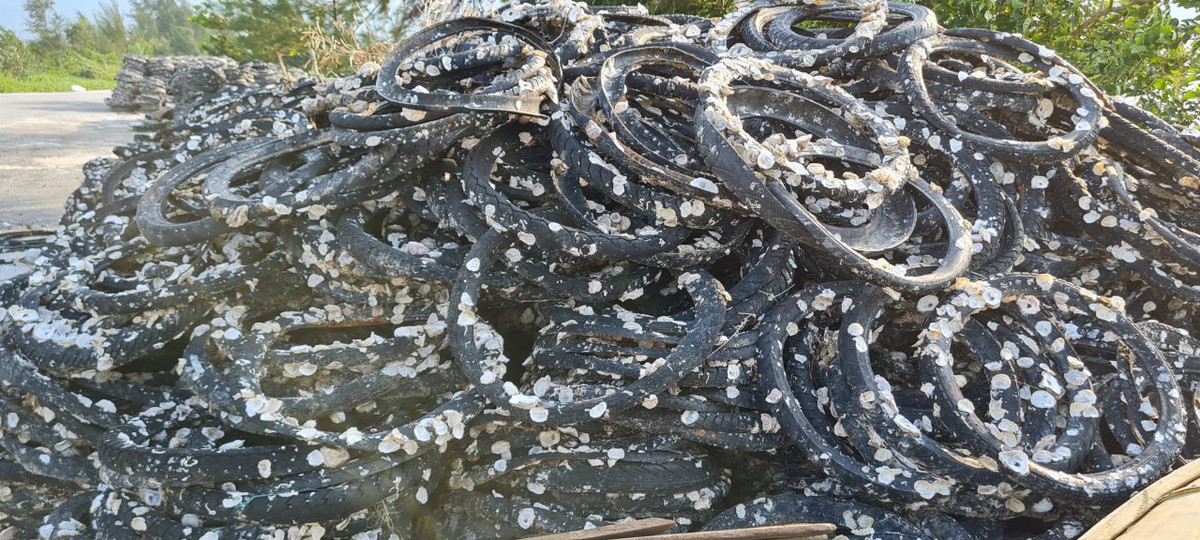 Sau đó, người dân nuôi hàu nhận thấy việc nuôi hàu bằng lốp xe cũ "tiết kiệm" hơn và có thể tái sử dụng được lâu dài nên các cọc gỗ dần bị thay thế.