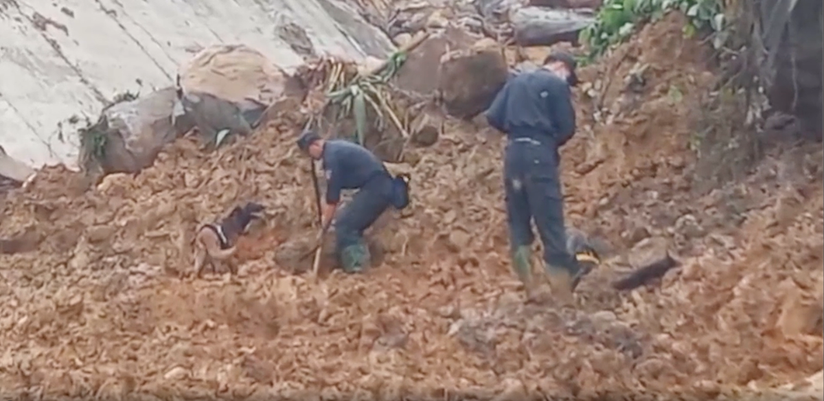 Chó nghiệp vụ cũng được huy động để tìm kiếm kỹ sư thủy điện mất tích sau vụ sạt lở.