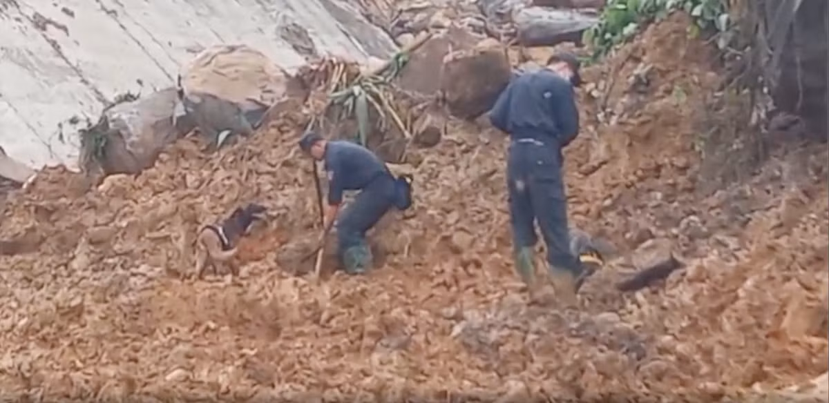 Chó nghiệp vụ cũng được huy động để tìm kiếm kỹ sư thủy điện mất tích sau vụ sạt lở.