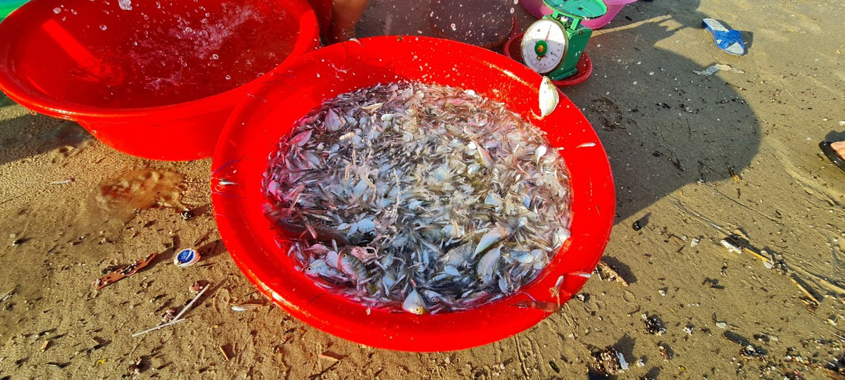 Lượng hải sản đánh bắt bằng phương pháp này không nhiều, nhưng đảm bảo tươi mới.