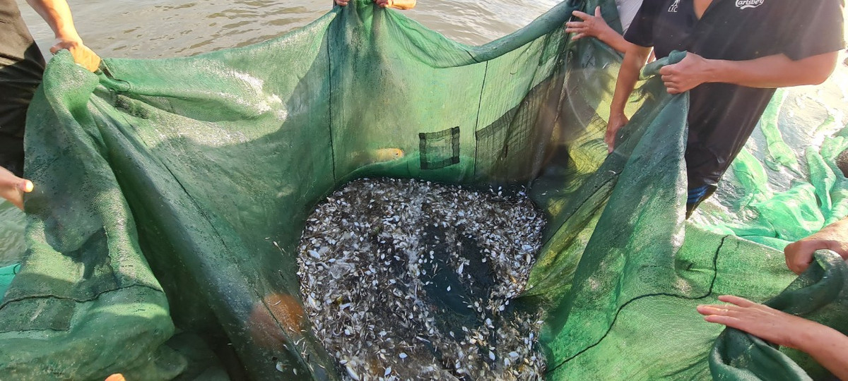 Dưới đáy lưới là những loại hải sản nhỏ sống gần bờ như cá, tôm, cua.