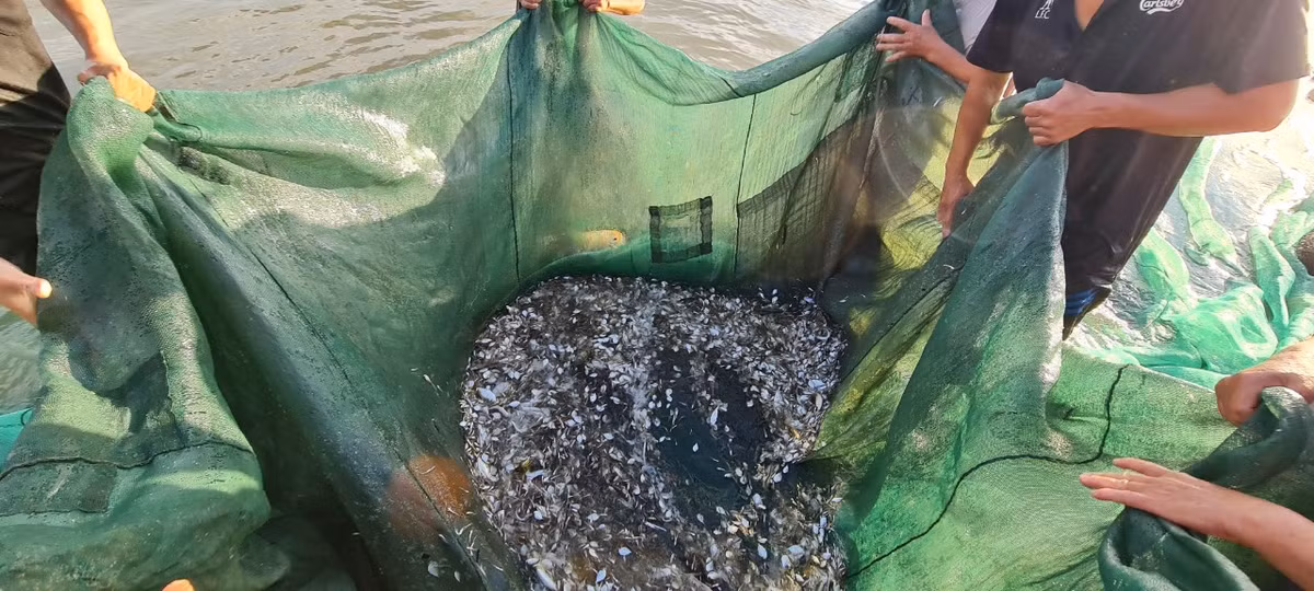 Dưới đáy lưới là những loại hải sản nhỏ sống gần bờ như cá, tôm, cua.