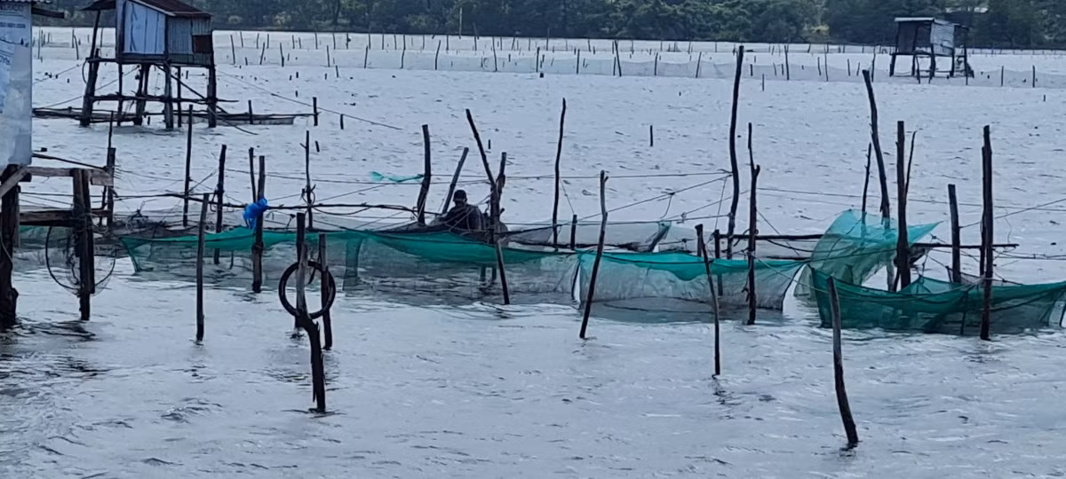 Đầm Lập An cũng là “vương quốc” của nghề nuôi hàu độc đáo.