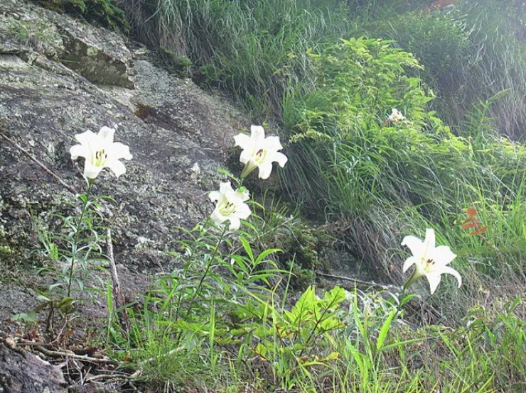 Cây hoa quen thuộc với người Việt thành “mỏ vàng” ở nước ngoài Cay hoa quen thuoc voi nguoi Viet thanh “mo vang” o nuoc ngoai