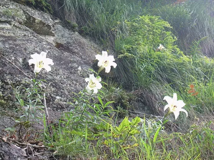 Cay hoa quen thuoc voi nguoi Viet thanh “mo vang” o nuoc ngoai