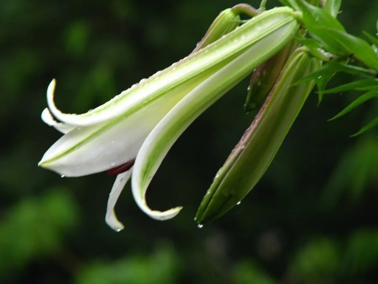 Cây hoa quen thuộc với người Việt thành “mỏ vàng” ở nước ngoài - Hình 2 Cay hoa quen thuoc voi nguoi Viet thanh “mo vang” o nuoc ngoai-Hinh-2