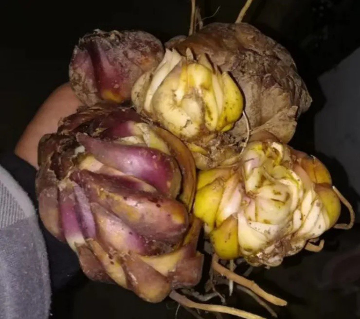 Cây hoa quen thuộc với người Việt thành “mỏ vàng” ở nước ngoài - Hình 3 Cay hoa quen thuoc voi nguoi Viet thanh “mo vang” o nuoc ngoai-Hinh-3